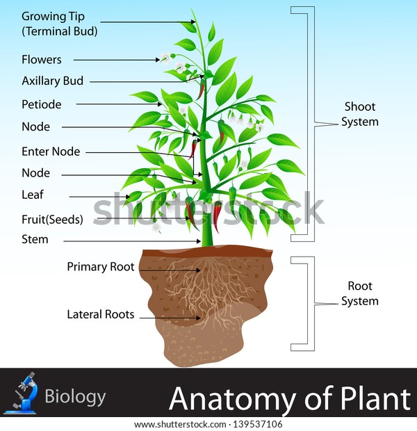 植物の解剖学のベクターイラストを簡単に編集できる のベクター画像素材 ロイヤリティフリー