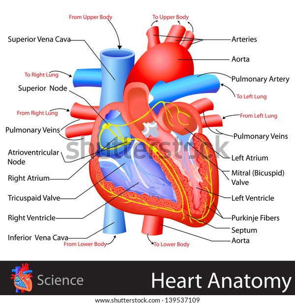 心臓の解剖学のベクターイラストを編集しやすい のベクター画像素材 ロイヤリティフリー