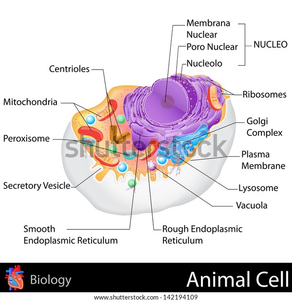 動物の細胞構造のベクターイラストを簡単に編集できる のベクター画像素材 ロイヤリティフリー