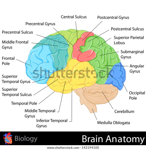 脳解剖図のベクターイラストを簡単に編集できる のベクター画像素材 ロイヤリティフリー