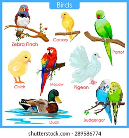 Birds Chart Images, Stock Photos 