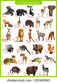 Easy To Edit Vector Illustration Of Chart Of A To Z Wild Animals