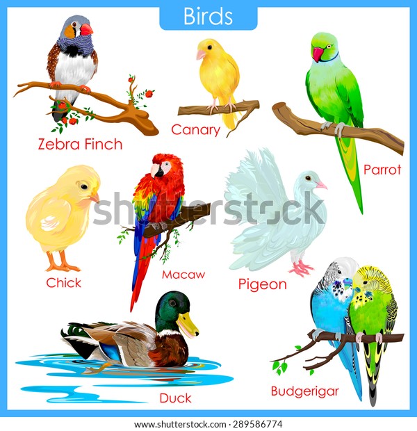 カラフルな鳥の図のベクターイラストを簡単に編集できる のベクター画像素材 ロイヤリティフリー