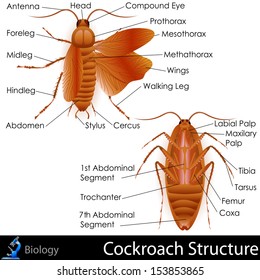 easy to edit vector illustration of cockroach anatomy