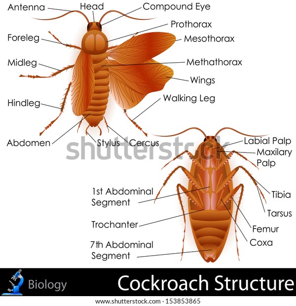 ゴキブリの解剖学のベクターイラストを簡単に編集できる のベクター画像素材 ロイヤリティフリー