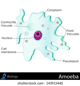 easy to edit vector illustration of diagram of Amoeba