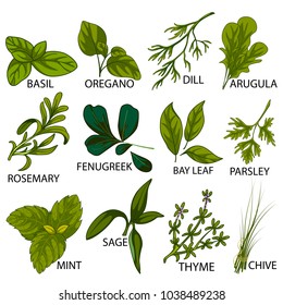 easy to edit vector illustration of different variety of fresh Herbs used in cooking