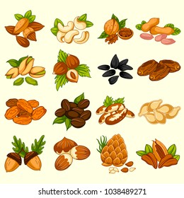 easy to edit vector illustration of different variety of Dry Fruits and Nuts