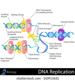 easy to edit vector illustration of DNA replication