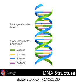 easy to edit vector illustration of DNA structure