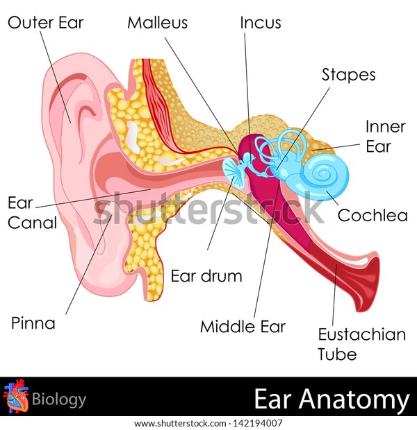 easy\
to edit vector illustration of Ear Anatomy\
diagram
