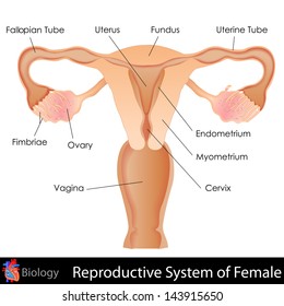 Easy To Edit Vector Illustration Of Female Reproductive System