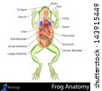 anatomy frog