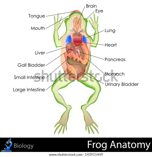 easy to edit\
vector illustration of frog\
anatomy