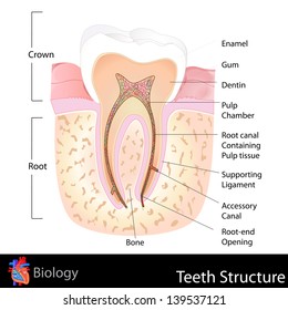 easy to edit vector illustration of human teeth structure