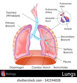 Easy To Edit Vector Illustration Of Human Lungs Diagram