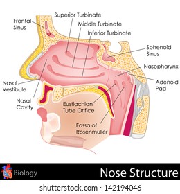3,680 Nose Pads Images, Stock Photos, 3D objects, & Vectors