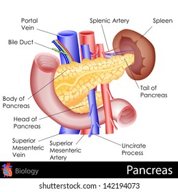 easy to edit vector illustration of human Pancreas diagram