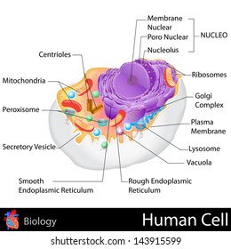 easy to edit vector illustration of human cell structure