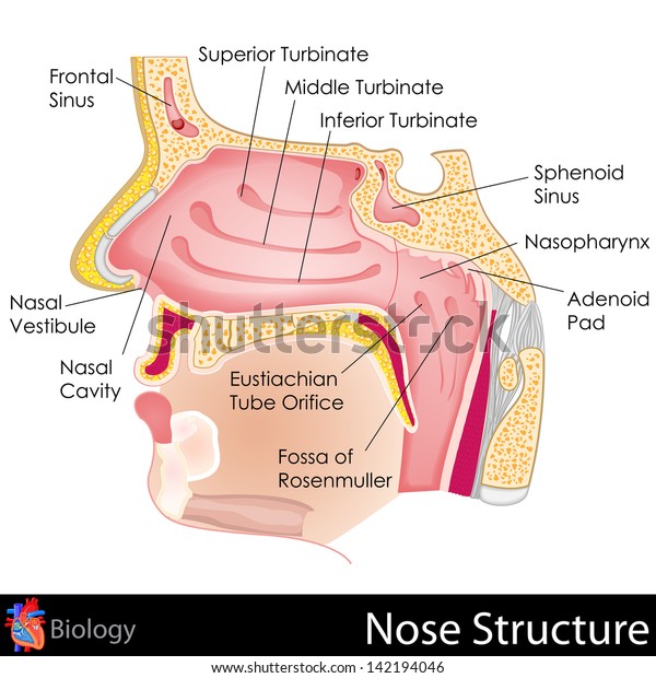 easy to\
edit vector illustration of Human Nose\
diagram