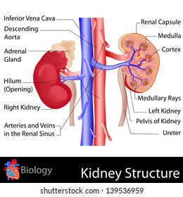 easy to edit vector illustration of kidney anatomy
