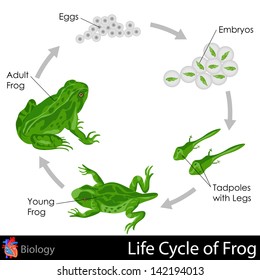 easy to edit vector illustration of Lifecycle of Frog