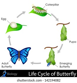 easy to edit vector illustration of Lifecycle of Butterfly diagram