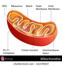 easy to edit vector illustration of mitochondria diagram