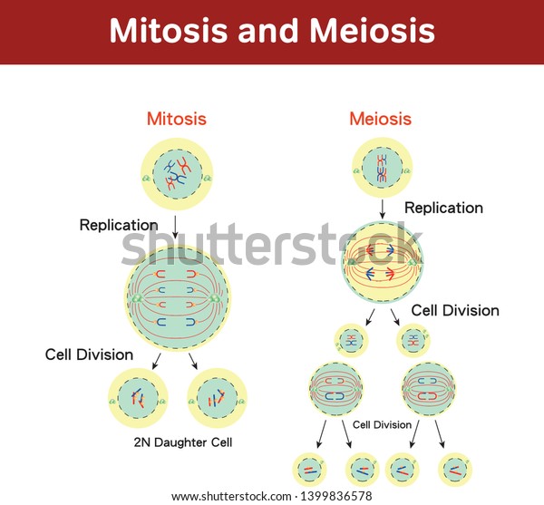 Stock Vektor „easy Edit Vector Illustration Mitosis Meiosis“ Bez Autorských Poplatků 1399836578 0899