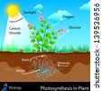 botany photosynthesis