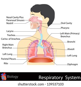 easy to edit vector illustration of Respiratory System