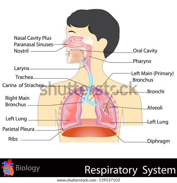 easy to\
edit vector illustration of Respiratory\
System