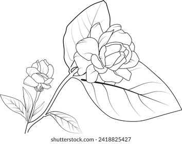 Easy jasmine flower,s sketch jasmine flower drawings, tattoo jasmine flower drawing, outline gardenia flower tattoo, simple gardenia flowers tattoo, minimalist jasmine flower tattoos,