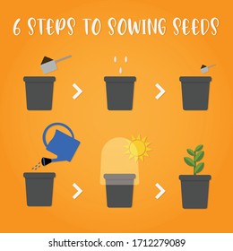 Easy steps to growing seeds