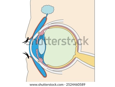 Easy-to-understand illustration of the structure of the human eye