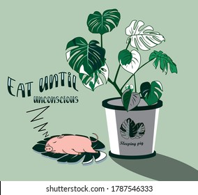 
Eat until unconscious.Sleeping pig
.A pig sleeping under a tree
