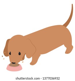 eating brown Dachshund