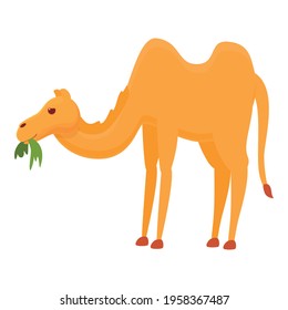 Eating grass camel icon. Cartoon of Eating grass camel vector icon for web design isolated on white background