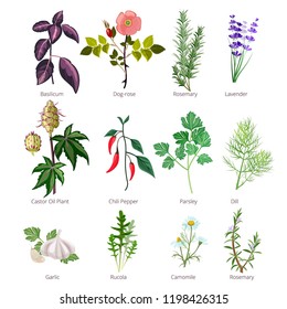 Eating herbs and spices. Healthy organic food and different herbs and flowers valerian rose pharmaceutical vector pictures. Illustration of basilicum and rosemary, lavender and basil