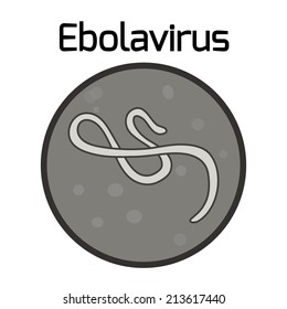 Ebola virus disease under the microscope, the vector