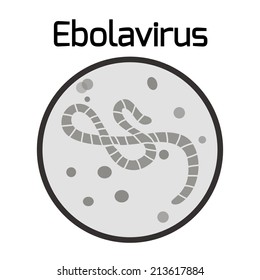 Ebola virus disease under the microscope, the vector