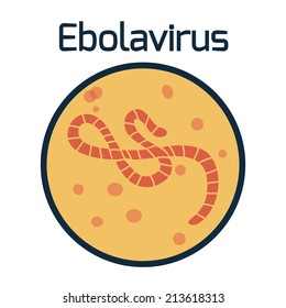 Ebola Virus Disease Under The Microscope, The Vector