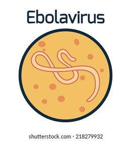 Ebola virus disease under the microscope, the vector