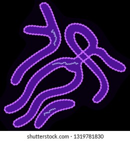Ebola virus on dark background, vector illustration