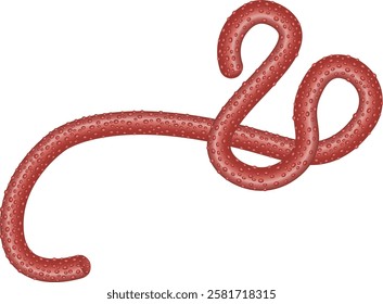 Ebola virus on a white background. Illustration of Ebola virus. Bacteria, virus , epidemic. Realistic 3d virus Ebola