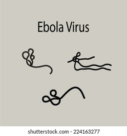 Ebola virus : vector