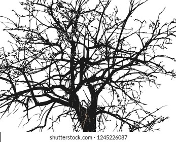 Ebony. The contour of a tree without leaves on a white background. The top of the tree and its top branches without leaves. Mighty acacia without leaves. A tree that is many years old. svg