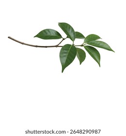 Ebony Tree Branch with Dark Green Leaves Isolated on White Background