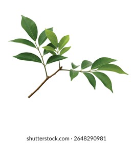 Ebony Tree Branch with Distinctive Dark Green Leaves Isolated on White