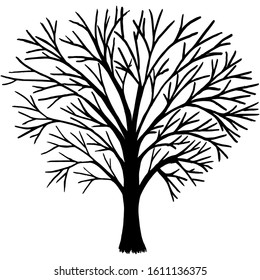 Ebony without leaves, bare branches. A tree with branches without leaves.